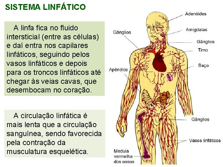 SISTEMA LINFÁTICO A linfa fica no fluido intersticial (entre as células) e daí entra