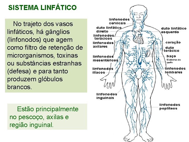 SISTEMA LINFÁTICO No trajeto dos vasos linfáticos, há gânglios (linfonodos) que agem como filtro