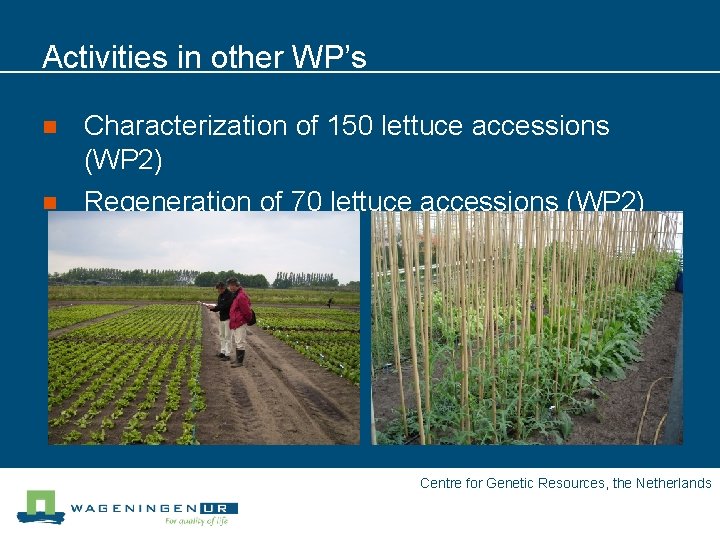 Activities in other WP’s n Characterization of 150 lettuce accessions (WP 2) n Regeneration