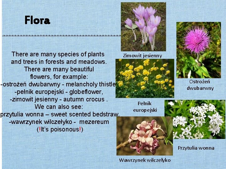 Flora ↝↝↝↝↝↝↝↝↝↝↝↝↝↝↝↝↝↝↝↝↝↝↝ There are many species of plants Zimowit jesienny and trees in forests