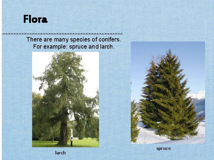 Flora ↝↝↝↝↝↝↝↝↝↝↝↝↝↝↝↝↝↝↝↝↝↝↝ There are many species of conifers. For example: spruce and larch spruce