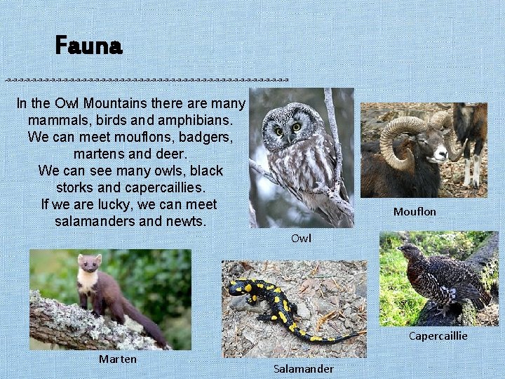 Fauna ↝↝↝↝↝↝↝↝↝↝↝↝↝↝↝↝↝↝↝↝↝↝↝ In the Owl Mountains there are many mammals, birds and amphibians. We