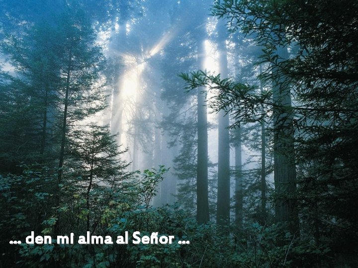 … den mi alma al Señor … 