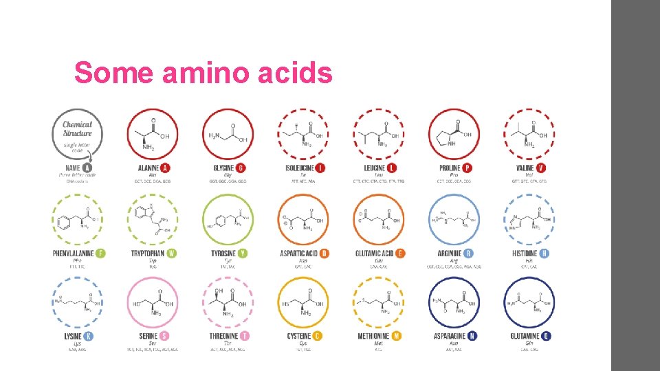 Some amino acids 