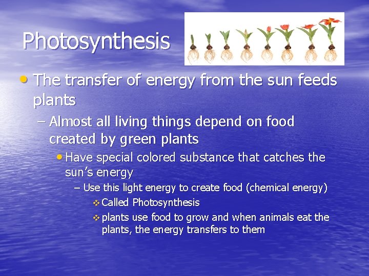Photosynthesis • The transfer of energy from the sun feeds plants – Almost all