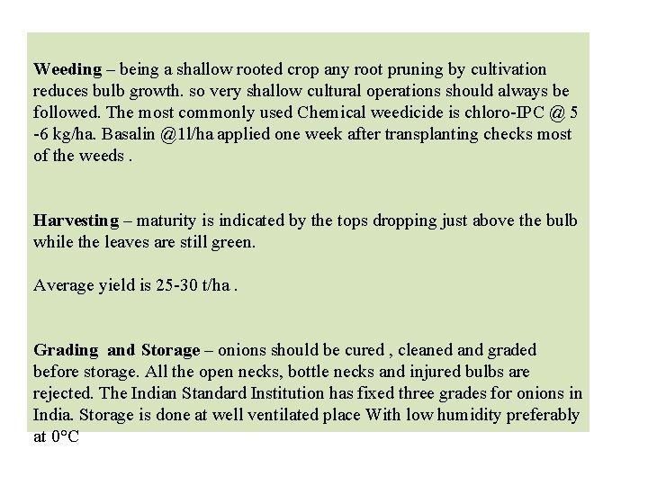 Weeding – being a shallow rooted crop any root pruning by cultivation reduces bulb