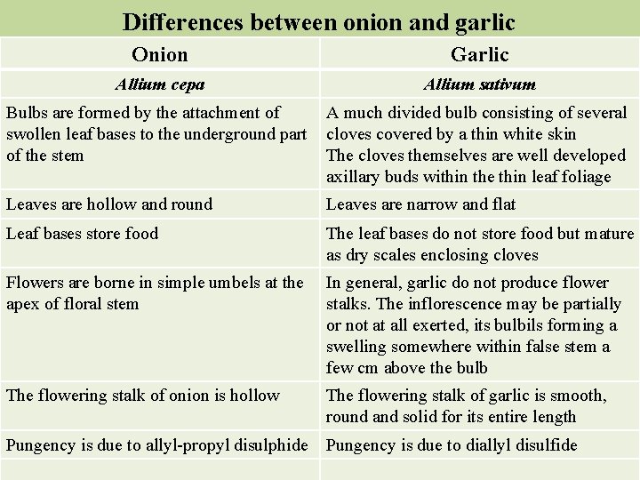 Differences between onion and garlic Onion Garlic Allium cepa Allium sativum Bulbs are formed