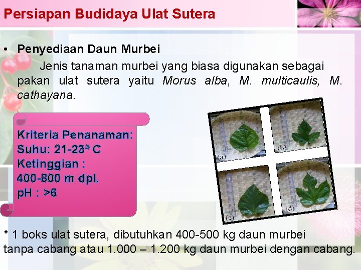 Persiapan Budidaya Ulat Sutera • Penyediaan Daun Murbei Jenis tanaman murbei yang biasa digunakan