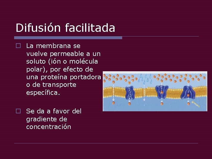 Difusión facilitada o La membrana se vuelve permeable a un soluto (ión o molécula