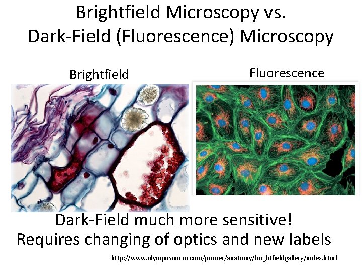 Brightfield Microscopy vs. Dark-Field (Fluorescence) Microscopy Brightfield Fluorescence Dark-Field much more sensitive! Requires changing