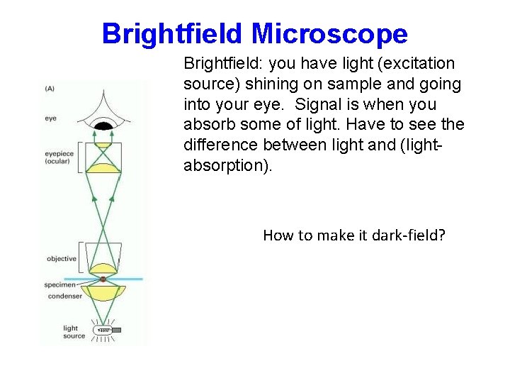 Brightfield Microscope Brightfield: you have light (excitation source) shining on sample and going into