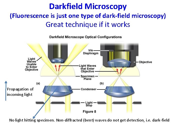 Darkfield Microscopy (Fluorescence is just one type of dark-field microscopy) Great technique if it