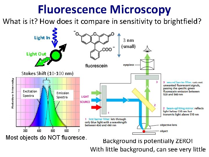 Fluorescence Microscopy What is it? How does it compare in sensitivity to brightfield? Light