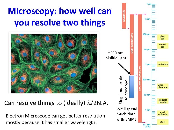 Microscopy: how well can you resolve two things Can resolve things to (ideally) l/2