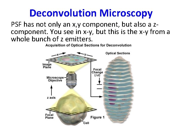 Deconvolution Microscopy PSF has not only an x, y component, but also a zcomponent.