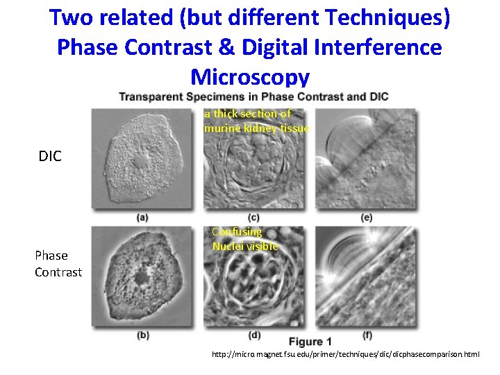 Two related (but different Techniques) Phase Contrast & Digital Interference Microscopy a thick section