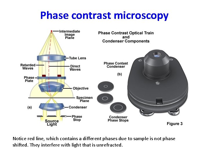 Phase contrast microscopy Notice red line, which contains a different phases due to sample