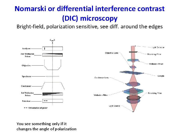 Nomarski or differential interference contrast (DIC) microscopy Bright-field, polarization sensitive, see diff. around the