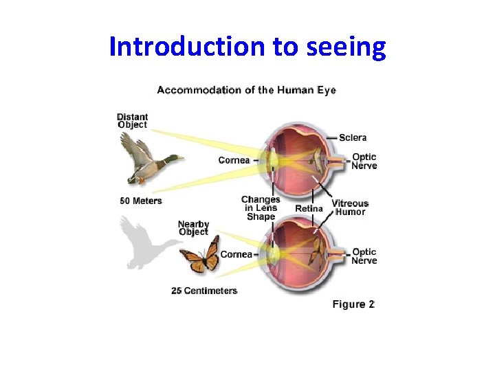 Introduction to seeing 