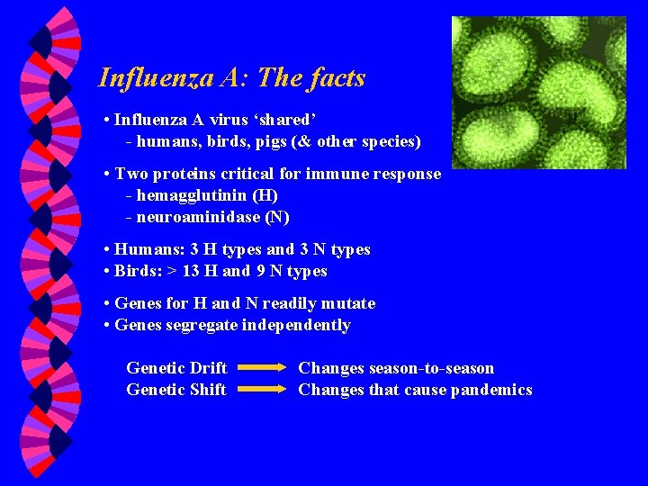 Influenza A: The facts • Influenza A virus ‘shared’ - humans, birds, pigs (&