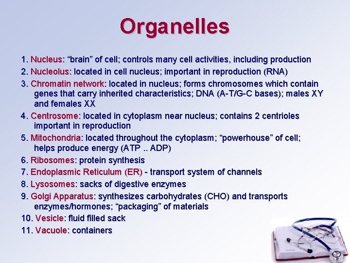 Organelles 1. Nucleus: “brain” of cell; controls many cell activities, including production 2. Nucleolus: