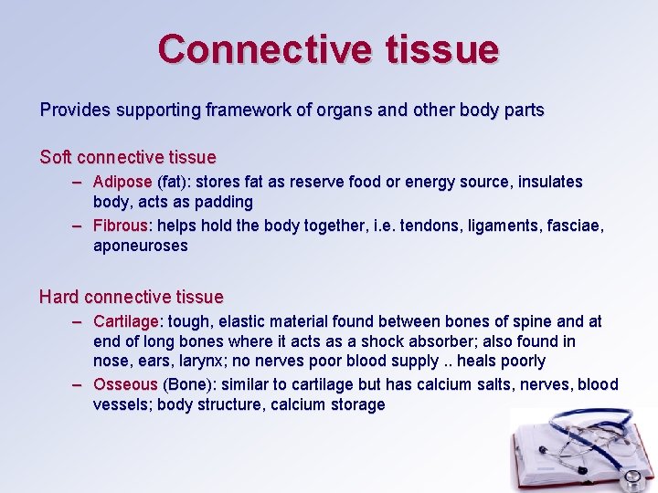 Connective tissue Provides supporting framework of organs and other body parts Soft connective tissue