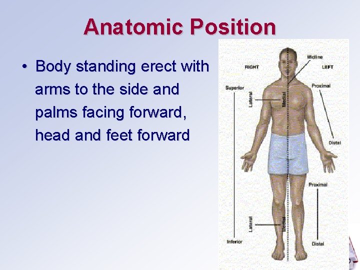 Anatomic Position • Body standing erect with arms to the side and palms facing