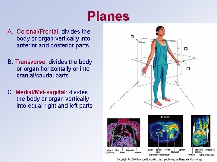 Planes A. Coronal/Frontal: divides the body or organ vertically into anterior and posterior parts
