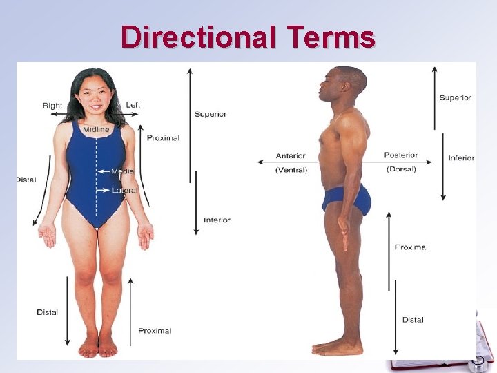 Directional Terms 