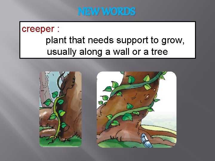 NEW WORDS creeper : plant that needs support to grow, usually along a wall