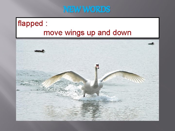 NEW WORDS flapped : move wings up and down 