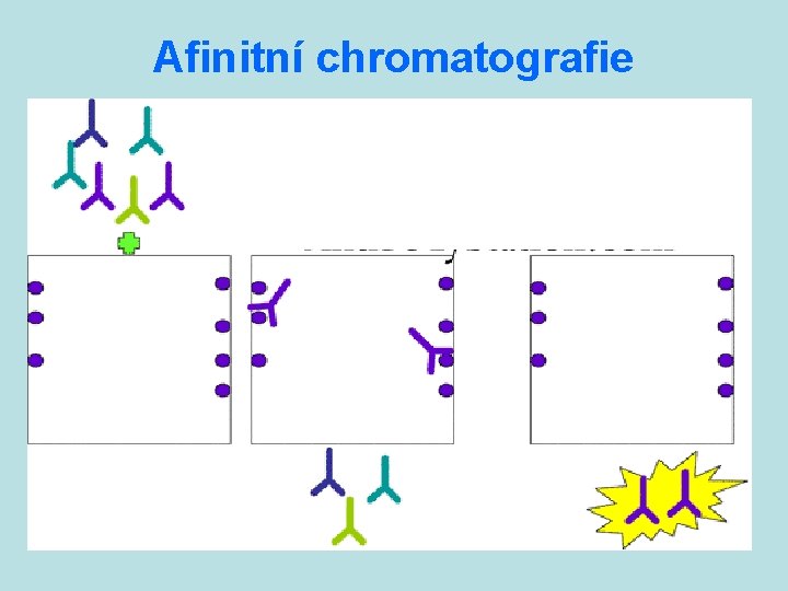 Afinitní chromatografie llllll ppppp 