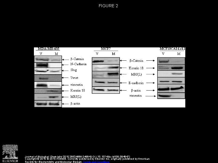 FIGURE 2 Journal of Biological Chemistry 2010 28524686 -24694 DOI: (10. 1074/jbc. M 109.