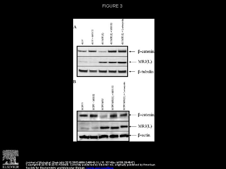 FIGURE 3 Journal of Biological Chemistry 2010 28524686 -24694 DOI: (10. 1074/jbc. M 109.