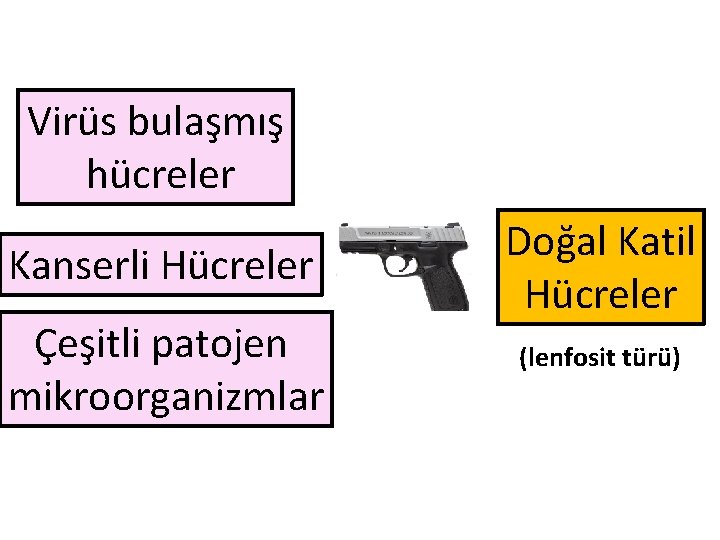 Virüs bulaşmış hücreler Kanserli Hücreler Çeşitli patojen mikroorganizmlar Doğal Katil Hücreler (lenfosit türü) 