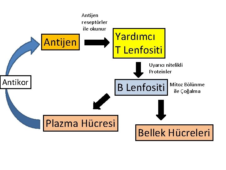 Antijen reseptörler ile okunur Antijen Yardımcı T Lenfositi Uyarıcı nitelikli Proteinler Antikor B Lenfositi