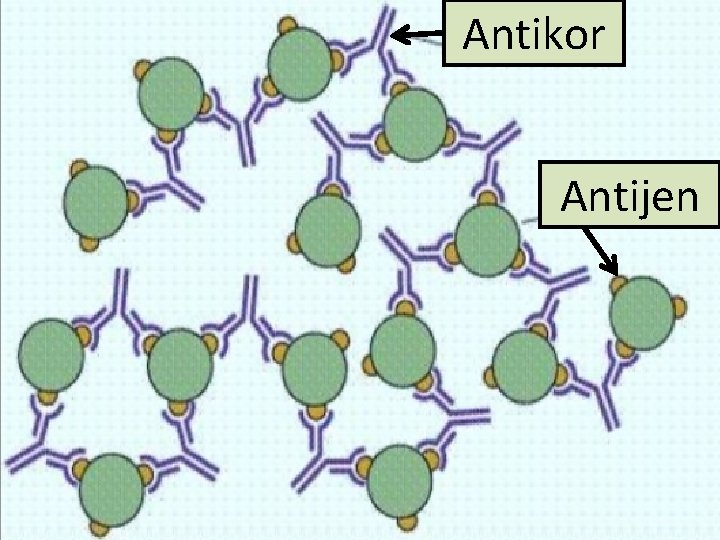 Antikor Antijen 