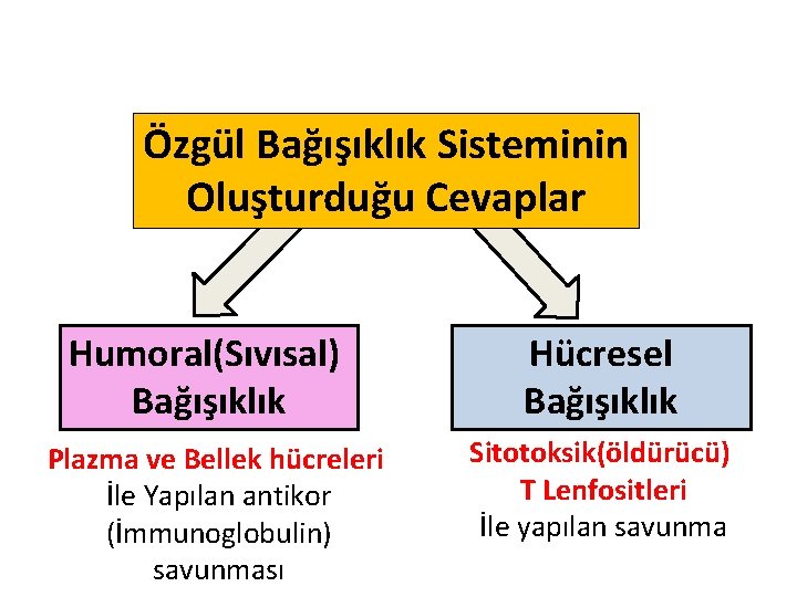 Özgül Bağışıklık Sisteminin Oluşturduğu Cevaplar Humoral(Sıvısal) Bağışıklık Plazma ve Bellek hücreleri İle Yapılan antikor