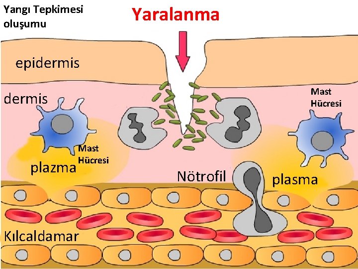 Yangı Tepkimesi oluşumu Yaralanma epidermis Mast Hücresi dermis plazma Mast Hücresi Kılcaldamar Nötrofil plasma