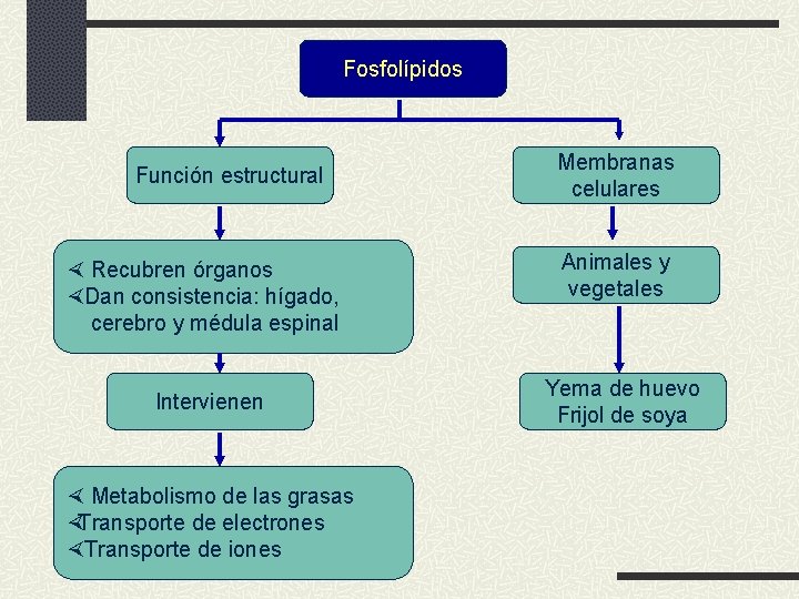 Fosfolípidos Función estructural Recubren órganos Dan consistencia: hígado, cerebro y médula espinal Intervienen Metabolismo