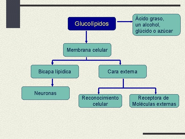 Glucolípidos Ácido graso, un alcohol, glúcido o azúcar Membrana celular Bicapa lípidica Neuronas Cara