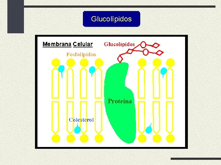 Glucolípidos 