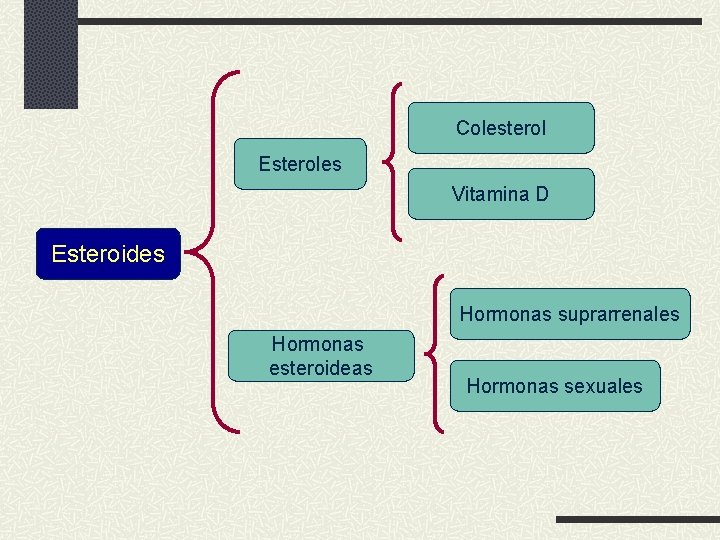 Colesterol Esteroles Vitamina D Esteroides Hormonas suprarrenales Hormonas esteroideas Hormonas sexuales 