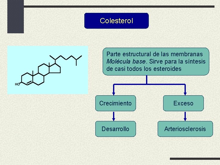 Colesterol Parte estructural de las membranas Molécula base. Sirve para la síntesis de casi