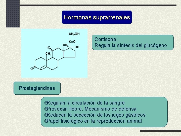 Hormonas suprarrenales Cortisona. Regula la síntesis del glucógeno Prostaglandinas Regulan la circulación de la