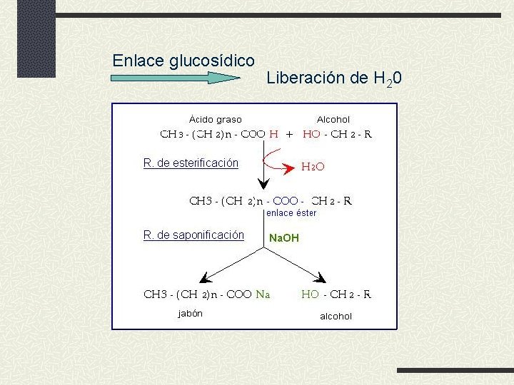 Enlace glucosídico Liberación de H 20 