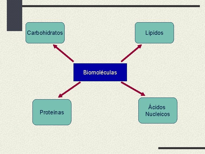 Carbohidratos Lípidos Biomoléculas Proteínas Ácidos Nucleicos 