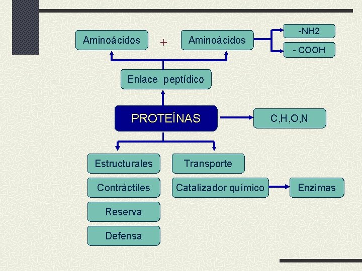 Aminoácidos + Aminoácidos -NH 2 - COOH Enlace peptídico PROTEÍNAS Estructurales Contráctiles Reserva Defensa