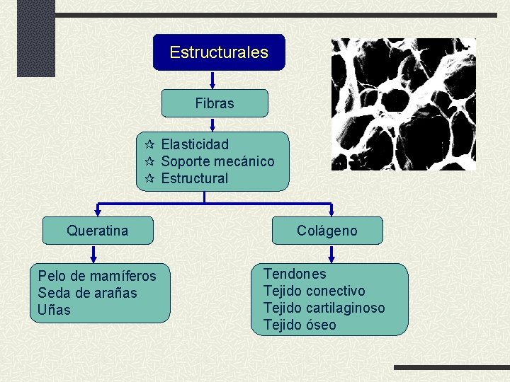 Estructurales Fibras Elasticidad Soporte mecánico Estructural Queratina Colágeno Pelo de mamíferos Seda de arañas