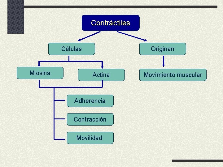 Contráctiles Células Miosina Originan Actina Adherencia Contracción Movilidad Movimiento muscular 